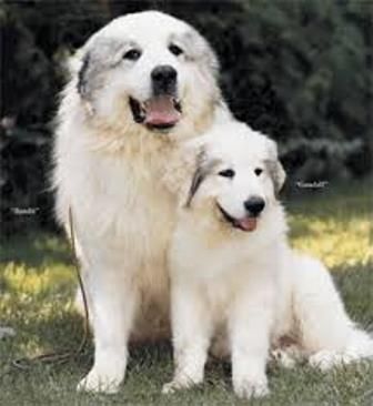 Hunderassen Die Nicht Bellen Oder Weniger Bellen Great Pyrenees