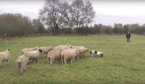 ある意味牧羊犬向きの犬素敵なお尻で羊軍団を魅了するバセットハウンド バセットハウンド 犬 ある意味牧羊犬向きの犬素敵なお尻で羊軍団を魅了するバセットハウンド バセットハウンド 犬