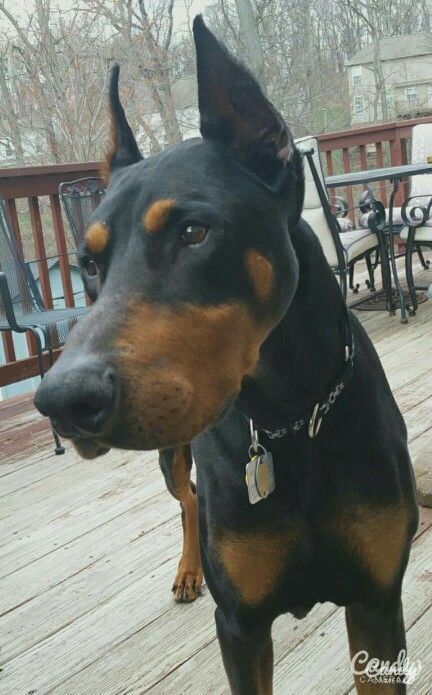Doberman Doberman Dogs Doberman Doberman Pinscher