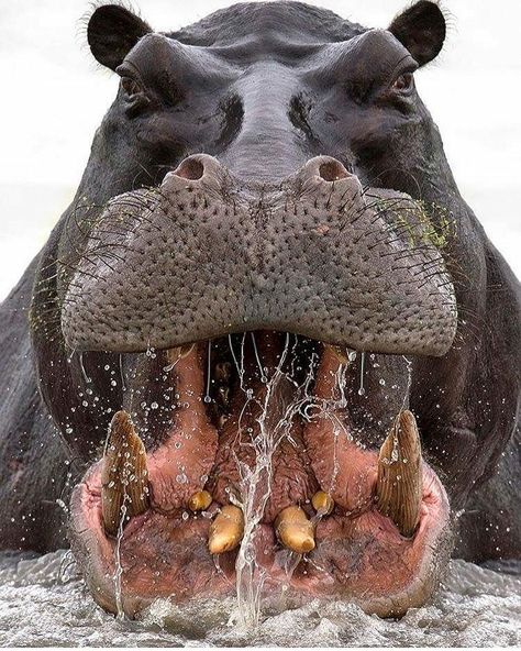 カバ のアイデア 410 件 カバ 動物 哺乳類 カバ のアイデア 410 件 カバ 動物 哺乳類