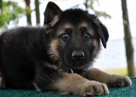 Short Haired German Shepherds Puppies For Sale With Images