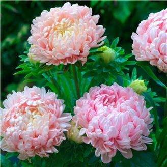 Reine Marguerite Pivoine Duchesse Apricot Nt Pivoine Fleurs Fleurs Annuelles Reine Marguerite Pivoine Duchesse Apricot Nt Pivoine Fleurs Fleurs Annuelles