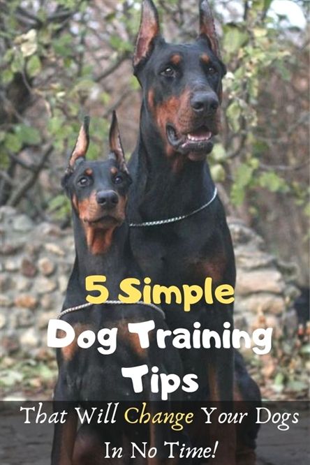 Dog Training Accessories Jump Start Dog Training Yorba Linda