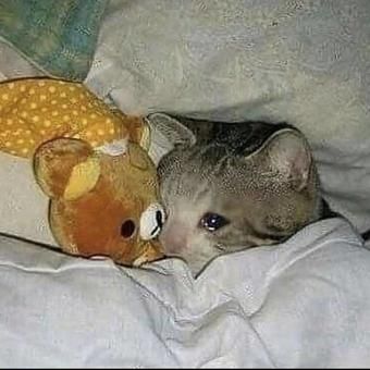 wallpapers Gato Triste Memes De Gatos Llorando meme gato triste