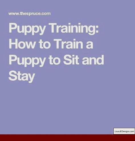 Dog Training How To Stop Barking At Guests And Pics Of How To