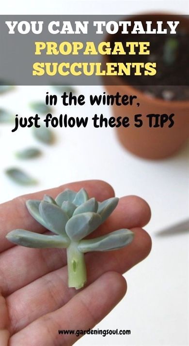 Organic Gardening Videos Restaurant Organic Gardening Videos Vegetables Yards Organic Gardening Videos Fertil In 2020 Propagating Succulents Garden Care Succulents