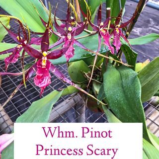 RFO Degarmoara Pinot Princess 'Scary' RFO Degarmoara Pinot Princess 'Scary'