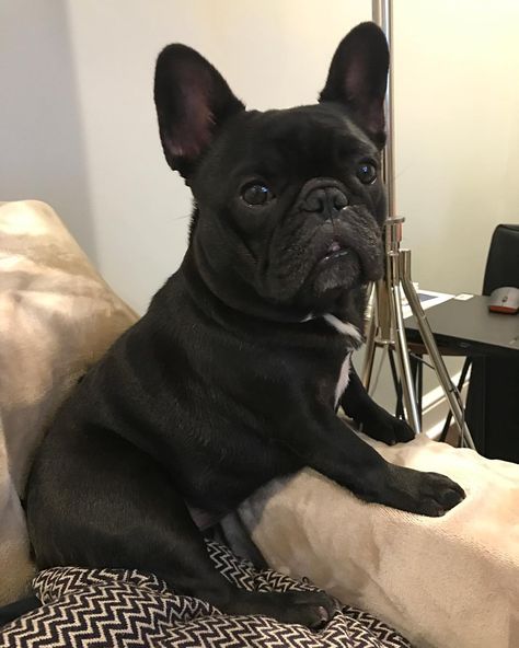 Come Grab A Seat Next To Binky Cute French Bulldog French