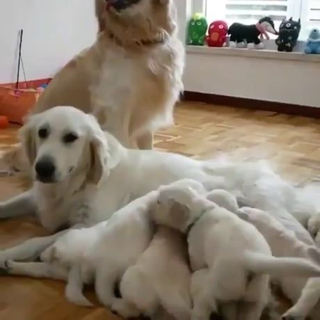 He S So Proud Of His Babies Cat Day Cute Dogs Cute Puppies
