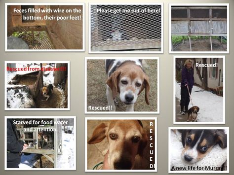 Sadly In Our Target Areas Beagles And Other Hounds Are Another