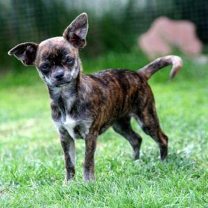 What Is A Brindle Chihuahua Is It A Breed Of Chihuahua Color