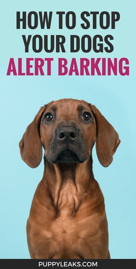 The Nifty Trick That Stopped My Dogs Alert Barking Easiest Dogs