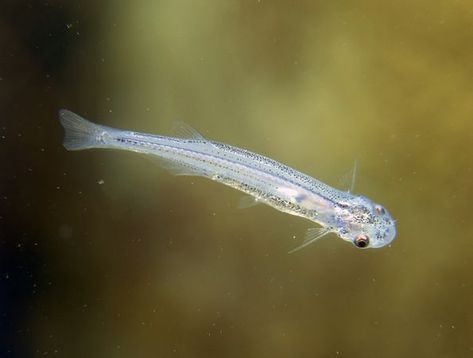 Candiru Photograph By Max Gibbs Getty Images Perhaps The Most