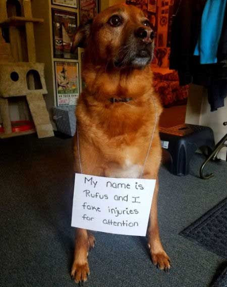 24 Of The Funniest Dog Shaming Signs That Will Make You Laugh