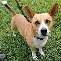 Pin By Vicki Kay On Adopt Me Corgi Pet Adoption Corgi Mix