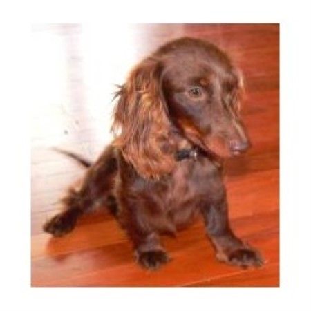 Shannon Dachshund Puppy Miniature Dachshund Breeders Beautiful
