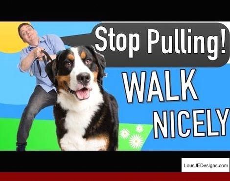 Training Tips For Dogs That Bark And Pics Of Tips On Training An