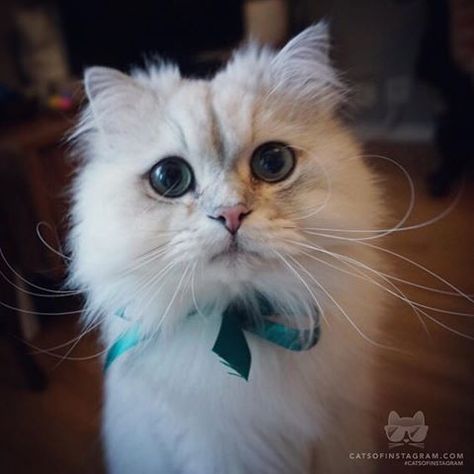 white coffee cat practices the art of cat loafing this year white coffee cat practices the art of cat loafing this year catconworldwide will recognize the best cat loaf at the catcon aw the instagram feed