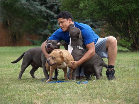 Pin On Pit Bulls Deed Or Breed