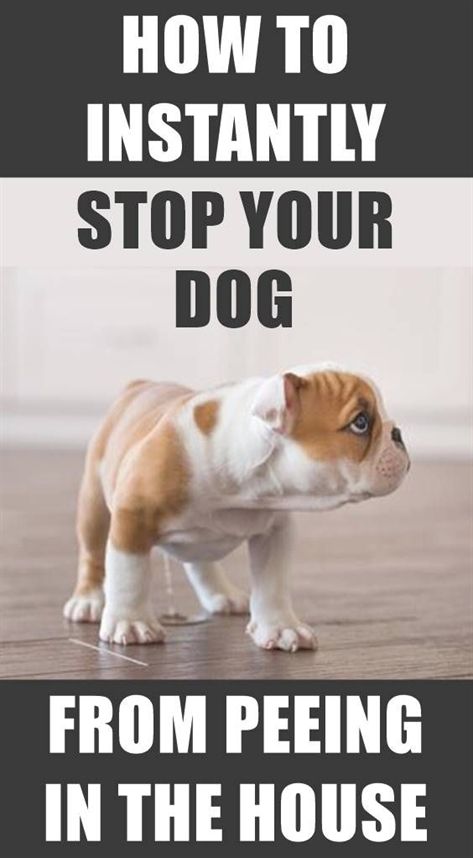Lucky Dog Training Keller Tx Dog Training Zapper Dog Training