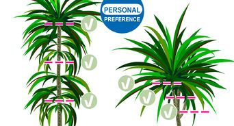 How To Prune Red Button Ginger Dracaena Plant Dracaena Prune