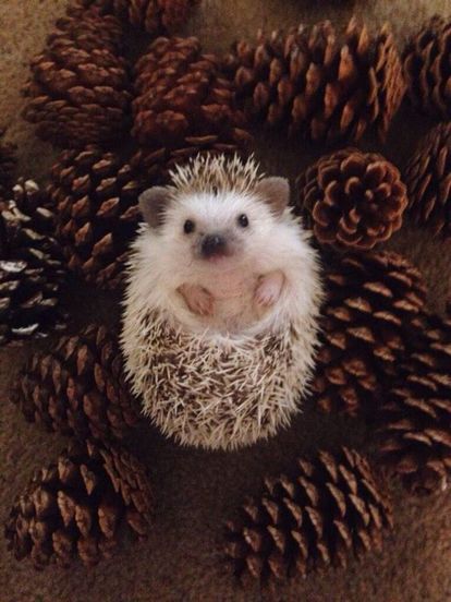 Hedgehog のアイデア 15 件 かわいいハリネズミ 可愛い 動物 可愛すぎる動物 Hedgehog のアイデア 15 件 かわいいハリネズミ 可愛い 動物 可愛すぎる動物