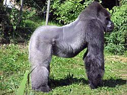ゴリラ の画像検索結果 美しい動物 シルバーバックゴリラ ニシローランドゴリラ ゴリラ の画像検索結果 美しい動物 シルバーバックゴリラ ニシローランドゴリラ