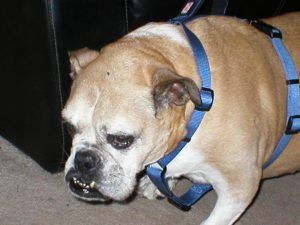 Top Reviews For Buying An English Bulldog Harness 2020 Bulldog