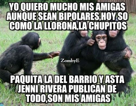 Imágenes De Monos Con Frases Chistosas Divertidas Graciosas Risas Para Compartir Y Descargar Por Celula Memes Chistosisimos Memes De Monos Memes Divertidos