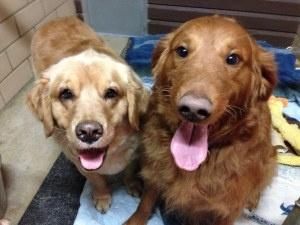 Pin By Jo Wiest On Bonded Pairs Dogs Dachshund Cape Coral Florida