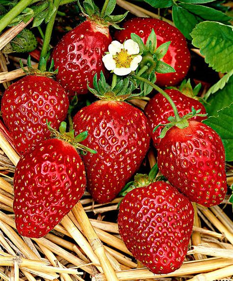 100 Graines De Fraises /"Charlotte/" De Mon Jardin Potager Fruitier Rare !!!