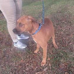 Vero Beach Florida Hound Unknown Type Meet Brutus A For