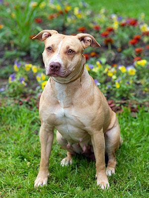 American pit bull sales terrier guard dog
