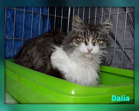 Roma Dalia Gattina Pelo Semilungo Dolcissima Regalo Gattini