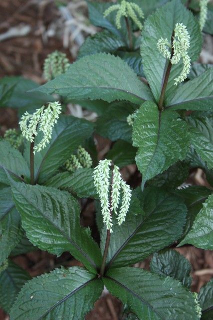 Vente de plantes de jardin des bois