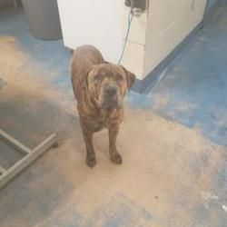Available Pets At Citrus County Animal Services In Inverness