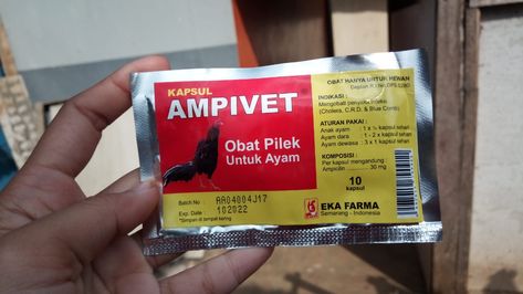 72+ Gambar Ayam Cari Makan Paling Hist 72+ Gambar Ayam Cari Makan Paling Hist