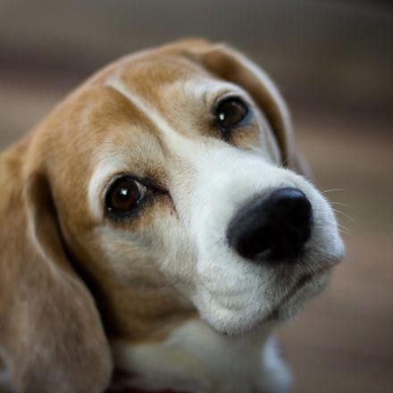 Determine More Relevant Information On Beagle Puppies Look Into
