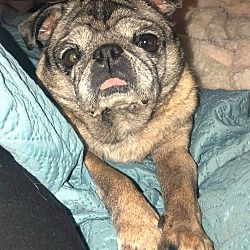 Grapevine Texas Pug Meet Lexie A For Adoption Https Www