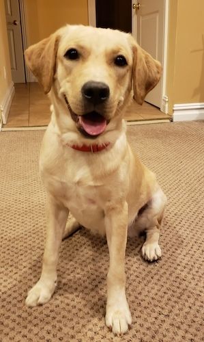 Adopt Lexie 10 On Adoption Crate Training Labrador Retriever Dog
