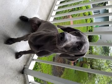 Weimaraner Puppy For Sale In Tampa Fl Adn 37195 On Puppyfinder