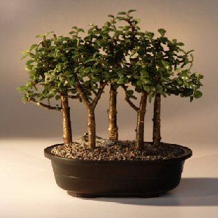 Baby Bonsai Care