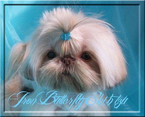 Energetic Shih Tzu Puppy Exercise Needs Shihtzus Loveshitzu