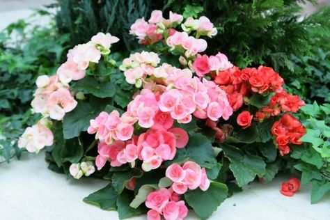 ベゴニア のアイデア 25 件 ベゴニア 花 ベコニア ベゴニア のアイデア 25 件 ベゴニア 花 ベコニア