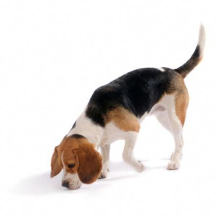One Unusual Trick Stops Your Beagle Jumping Up Beagle Beagle