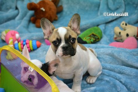 French Bulldog Puppies For Sale Little Rascals Pets Ltd French