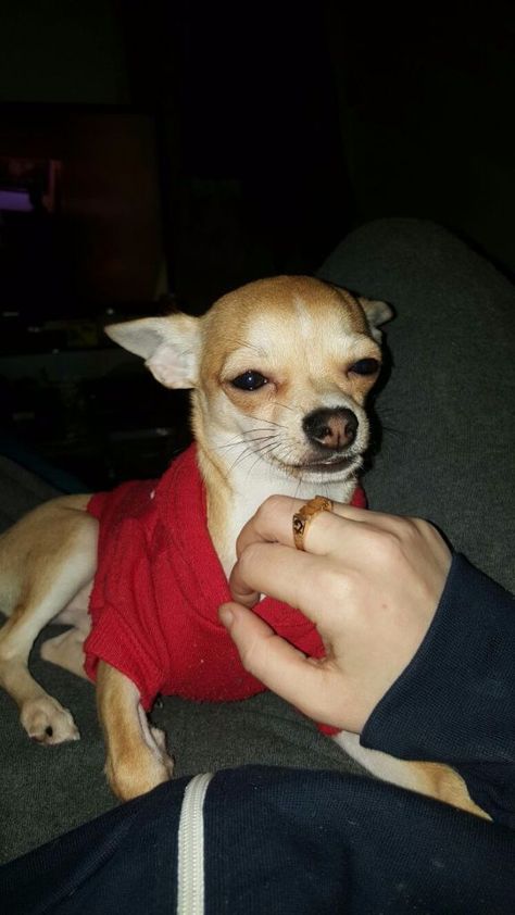 Chihuahua Puppies Abingdon Oxfordshire Gumtree Chihuahua