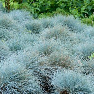 Small 2024 ornamental grasses