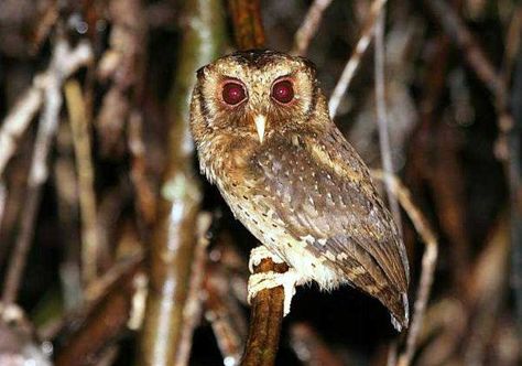 SEREM! 15+ Jenis Suara Burung Hantu Pikat Mp3 ( HARGA + PAKAN ) | Burung hantu, Hantu, Burung