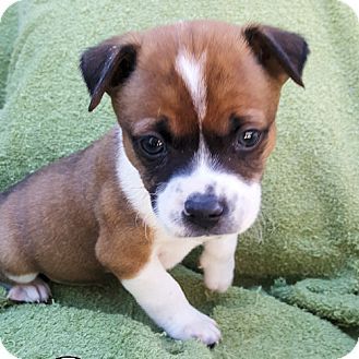 Fredericksburg Va Chihuahua Feist Mix Meet Grumpy A Puppy For